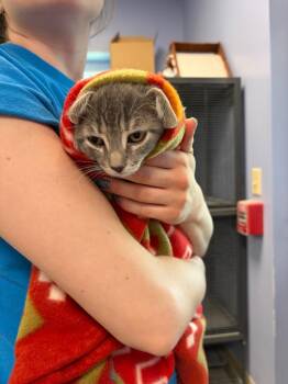 Domestic Short Hair Cats Available for Adoption in Liverpool, New York - Jamboree | PetCurious