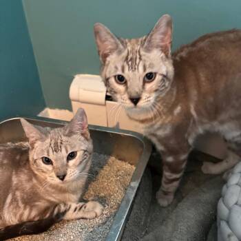 Domestic Short Hair Cats Available for Adoption - Caramel | PetCurious