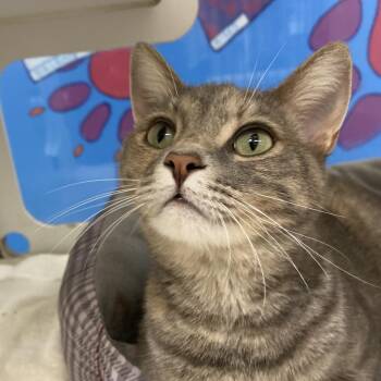 Glimmer -  Domestic Short Hair Cat for Adoption in Cheyenne, Wyoming - Glimmer | PetCurious