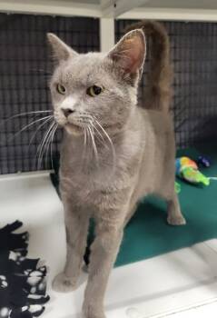 Rescue Domestic Short Hair Cats for Adoption in Neenah, Wisconsin - Enzo | PetCurious