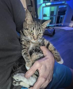 Rescue Domestic Short Hair Cats for Adoption in Boca Raton, Florida - Janne | PetCurious