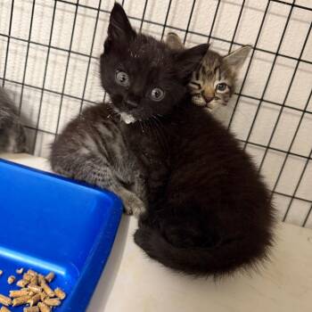 Arson Carson -  Domestic Short Hair Cat for Adoption in Columbiana, Alabama - Arson Carson | PetCurious