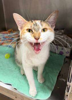 Taylis -  Domestic Short Hair Cat for Adoption in Cincinnati, Ohio - Taylis | PetCurious