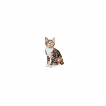 Ferris -  Domestic Short Hair Cat for Adoption in Los Angeles, California - Ferris | PetCurious