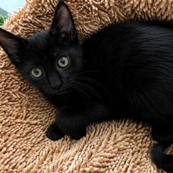 Theo -  Domestic Short Hair Cat for Adoption in Palmetto Bay, Florida - Theo | PetCurious