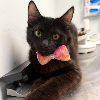 Robin -  Domestic Medium Hair Cat for Adoption in Las Vegas, Nevada - Robin | PetCurious