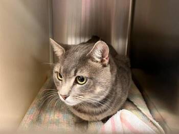 Domestic Short Hair Cats Available for Adoption in Colorado Springs, Colorado - ARNOLD | PetCurious