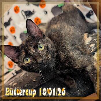 Buttercup -  Domestic Short Hair Cat for Adoption - Buttercup | PetCurious