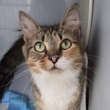 Estella -  Domestic Long Hair Cat for Adoption in Lexington, Kentucky - Estella | PetCurious