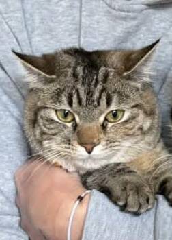 Domestic Short Hair Cats Available for Adoption in Ogden, Utah - Kittie | PetCurious