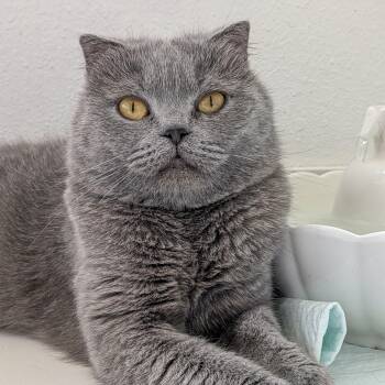 Scottish Fold Cats Available for Adoption - Opal | PetCurious