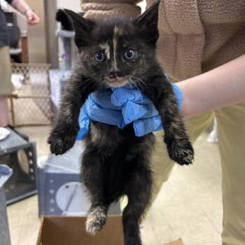 Domestic Short Hair Cats Available for Adoption in Birmingham, Alabama - Cherry | PetCurious