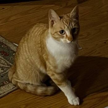 MICHI -  Domestic Short Hair Cat for Adoption in League City, Texas - MICHI | PetCurious