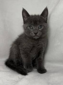 Domestic Short Hair Cats Available for Adoption in Greensboro, North Carolina - Beckett | PetCurious