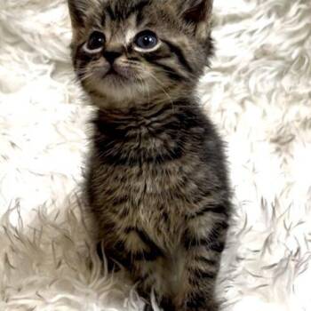 Rocky Road -  Domestic Short Hair Cat for Adoption in Vienna, Ontario - Rocky Road | PetCurious