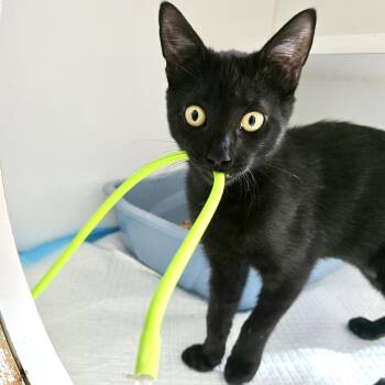 Olive -  Domestic Short Hair Cat for Adoption in Oakland, California - Olive | PetCurious