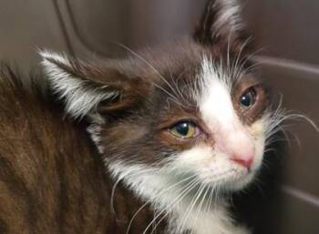 Trusly -  Domestic Short Hair Cat for Adoption in Kansas City, Missouri - Trusly | PetCurious