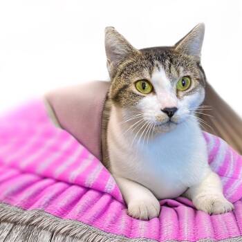 Domestic Short Hair Cats Available for Adoption in Graham, Washington - EASTER | PetCurious