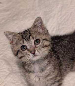 Tabby and Domestic Short Hair Cats Available for Adoption in Howell, Michigan - Mayo | PetCurious