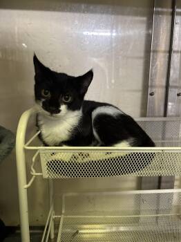 Red -  Tuxedo Cat for Adoption in Absecon, New Jersey - Red | PetCurious