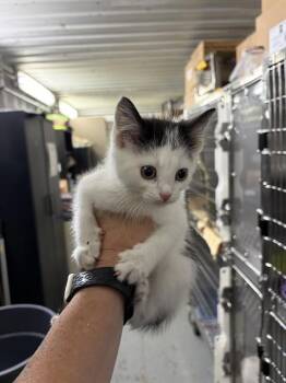 MARVIN -  Domestic Medium Hair Cat for Adoption in Chester, South Carolina - MARVIN | PetCurious
