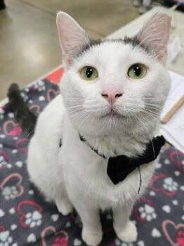 Domestic Short Hair Cats Available for Adoption - Sir Whisker | PetCurious