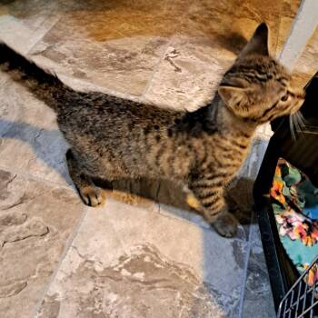 Doppler -  Domestic Short Hair Cat for Adoption in Brownsboro, Alabama - Doppler | PetCurious