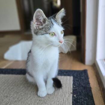 Prince Charming -  Domestic Short Hair Cat for Adoption in Cincinnati, Ohio - Prince Charming | PetCurious