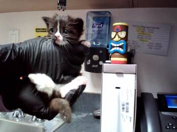 MJ -  Domestic Short Hair Cat for Adoption in Martinez, California - MJ | PetCurious