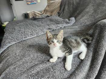 Rescue Domestic Short Hair Cats for Adoption - Archie | PetCurious