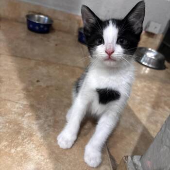 Parsley -  Domestic Short Hair Cat for Adoption in Brea, California - Parsley | PetCurious