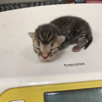 Gagnon -  Domestic Short Hair Cat for Adoption in Memphis, Tennessee - Gagnon | PetCurious