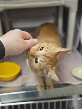 Teddy -  Domestic Short Hair Cat for Adoption in Westland, Michigan - Teddy | PetCurious
