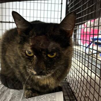 Domestic Short Hair Cats Available for Adoption in Yuma, Arizona - Maxie | PetCurious