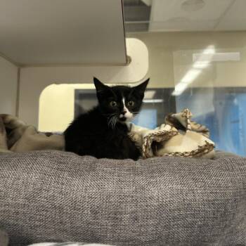 Dr. Scholls -  Domestic Short Hair Cat for Adoption in Cheyenne, Wyoming - Dr. Scholls | PetCurious