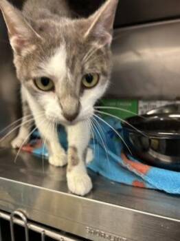 Rescue Domestic Short Hair Cats for Adoption in Lafayette, Indiana - Kahlua | PetCurious