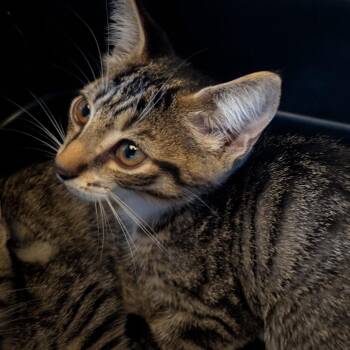 Morgan -  Domestic Short Hair Cat for Adoption in Buffalo, New York - Morgan | PetCurious