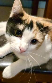 Vega -  Calico Cat for Adoption in Ladson, South Carolina - Vega | PetCurious