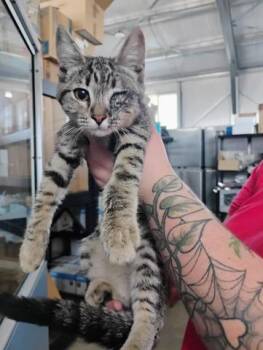 SISSY -  Domestic Short Hair Cat for Adoption in San Bernardino, California - SISSY | PetCurious