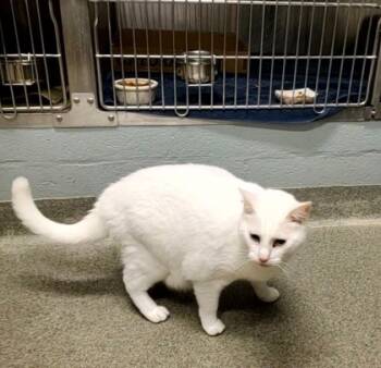 Rescue Domestic Short Hair Cats for Adoption in Fallston, Maryland - AppleBee | PetCurious