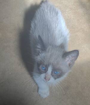 Rescue Snowshoe Cats for Adoption in Vicksburg, Mississippi - Charger | PetCurious