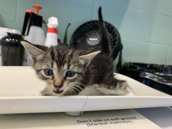 THNEED -  Domestic Short Hair Cat for Adoption in Grand Prairie, Texas - THNEED | PetCurious