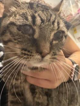 Muffy -  Domestic Short Hair Cat for Adoption in West Chester, Pennsylvania - Muffy | PetCurious