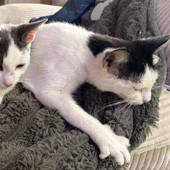 Chili -  Domestic Short Hair Cat for Adoption in Asheville, North Carolina - Chili | PetCurious