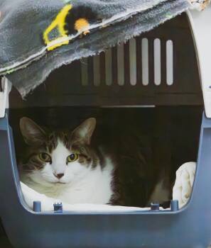 Rescue Domestic Short Hair Cats for Adoption in Archbold, Ohio - Alley Cat | PetCurious