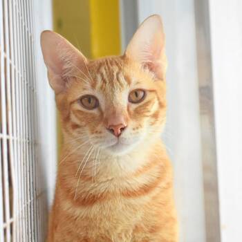 Domestic Short Hair Cats Available for Adoption - Fuego | PetCurious