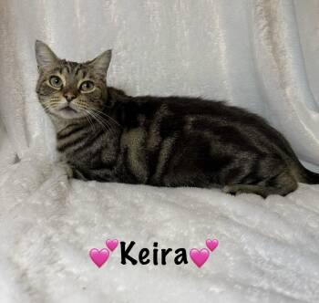 Rescue Domestic Short Hair Cats for Adoption in Copley, Ohio - Keira | PetCurious