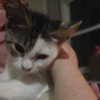 Bubble -  Domestic Short Hair Cat for Adoption in Greensboro, North Carolina - Bubble | PetCurious