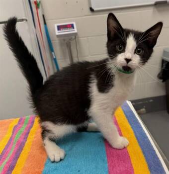 HICKORY -  Domestic Short Hair Cat for Adoption in Peoria, Illinois - HICKORY | PetCurious