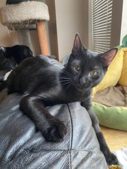 Rescue Domestic Short Hair Cats for Adoption in Burnaby, British Columbia - Frankie | PetCurious